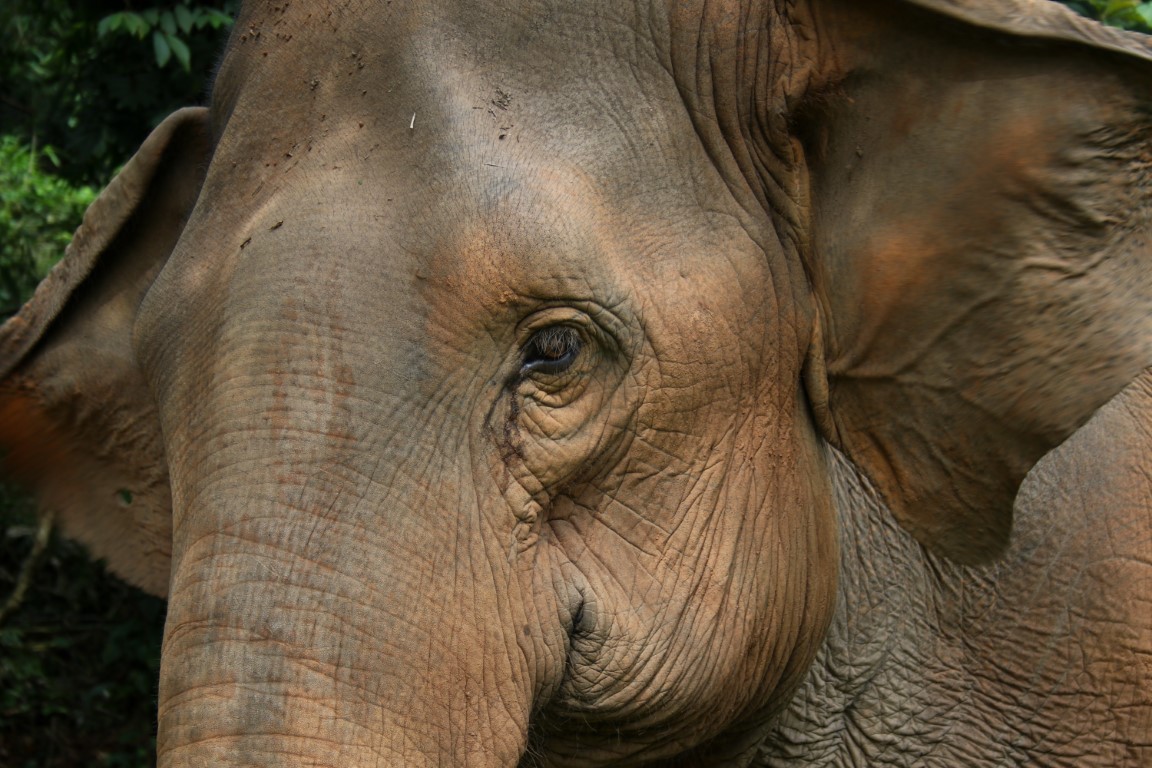 close up shot of an elephant in Thailand