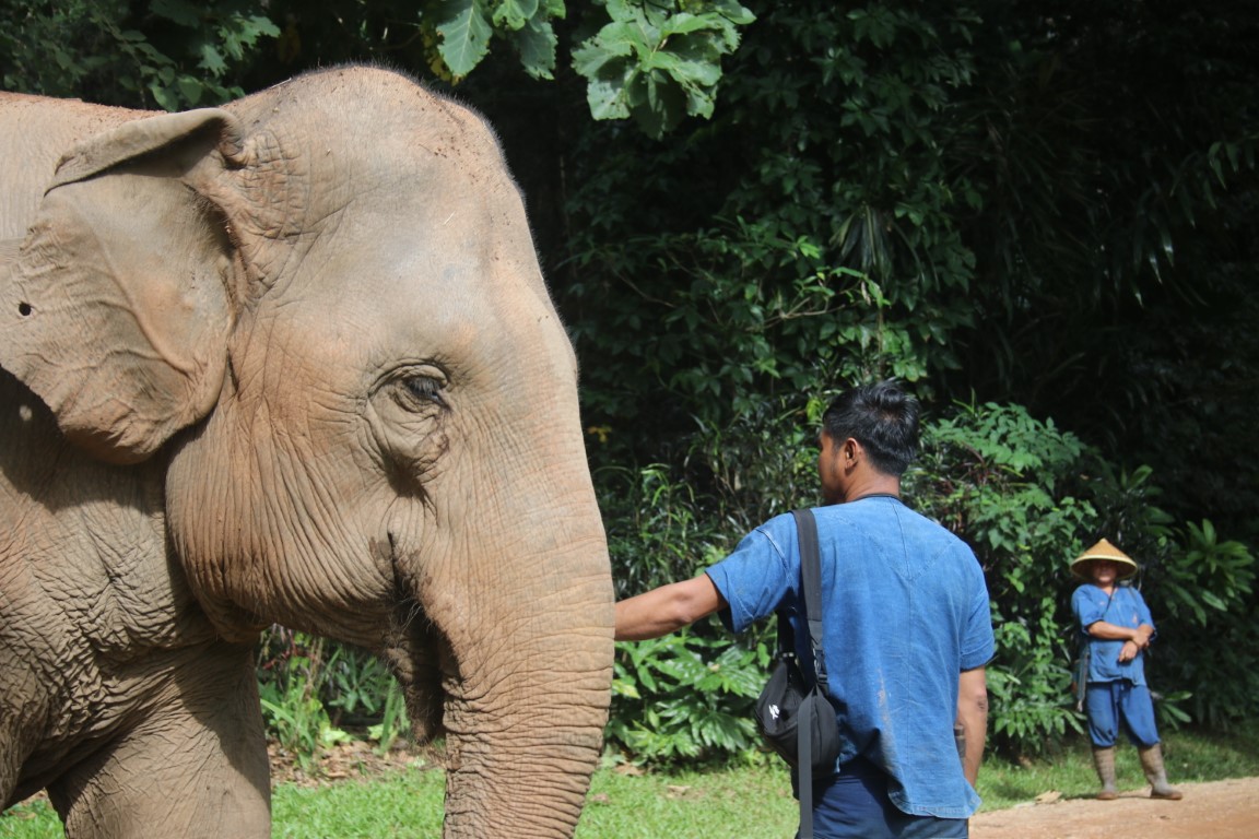Elephant with guides in Thailand