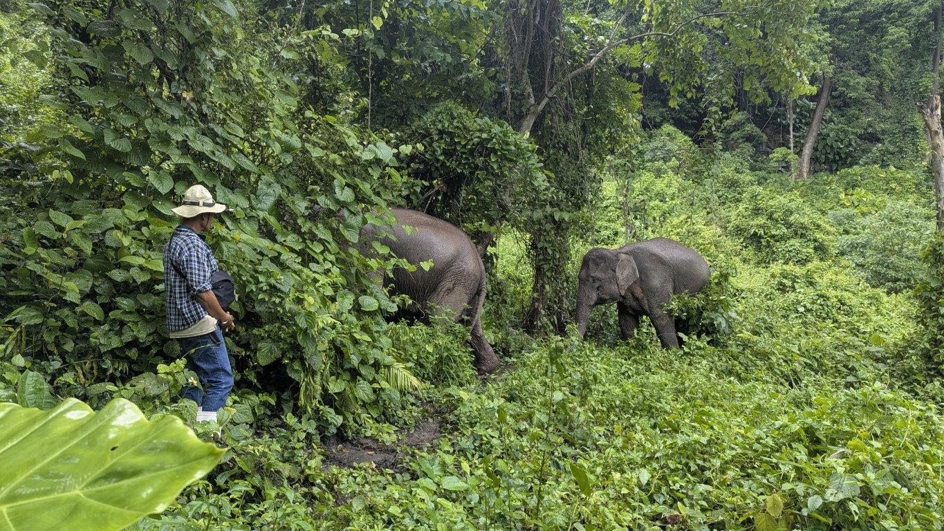 Two elephants near a tree in Thailand