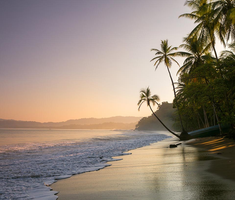 Palm tree lined beach at sunset
