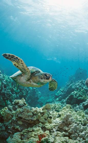 A shot of a turtle in the ocean in Hawaii