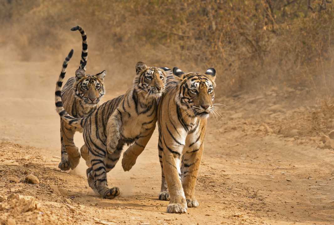 Luxury India Safaris