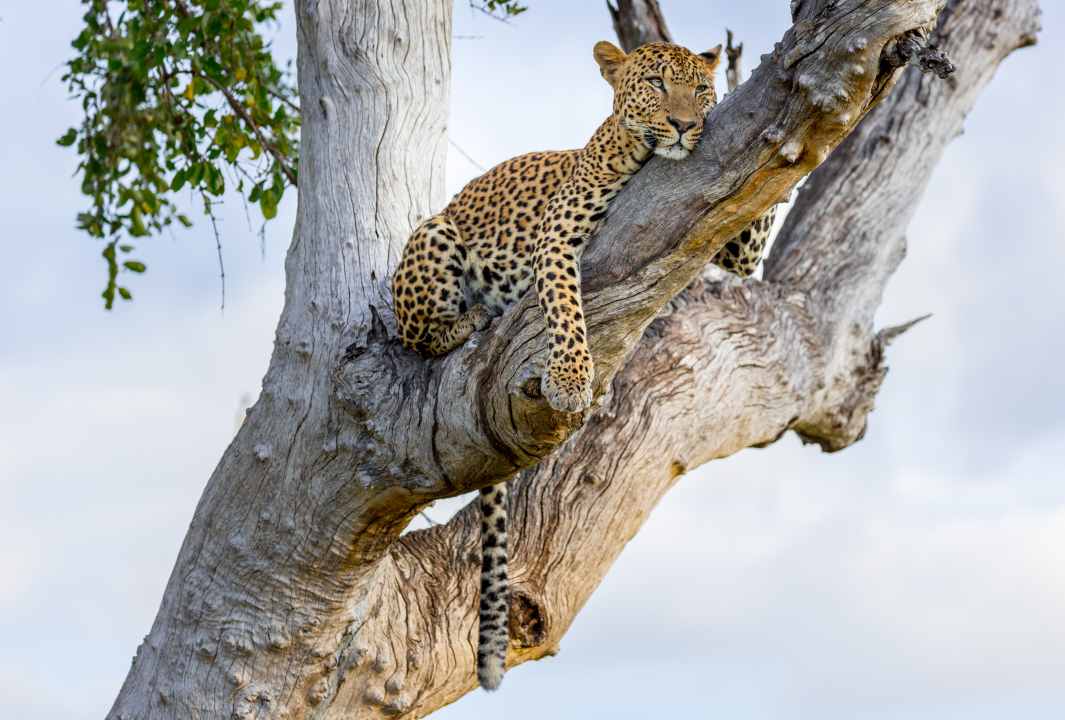 Quiet Wildlife Encounters