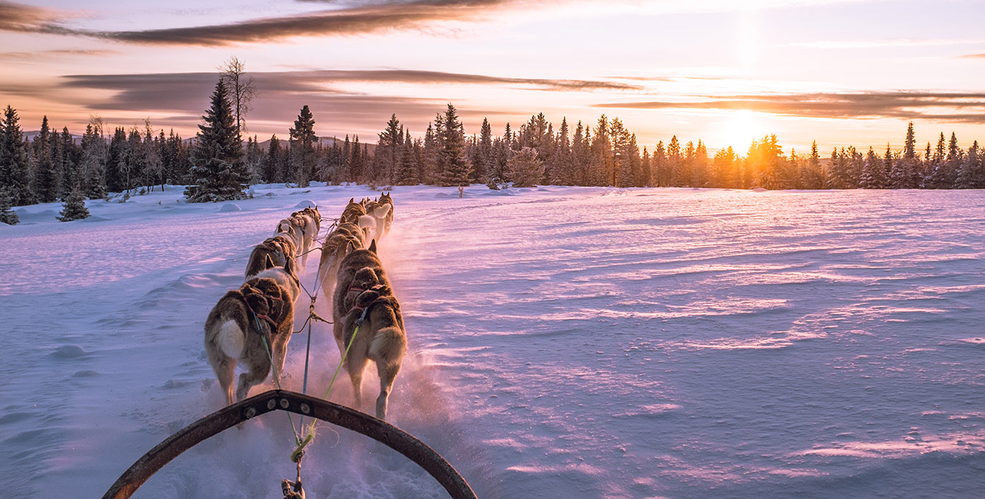 Husky Sledding