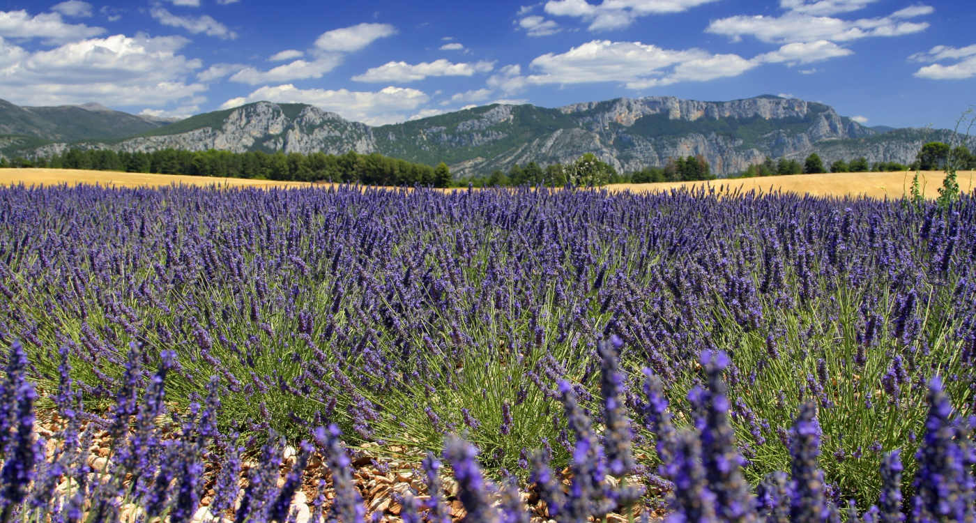 Provence
