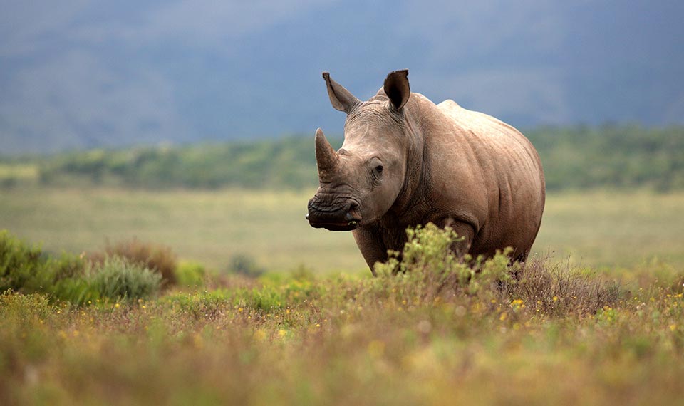 South Africa