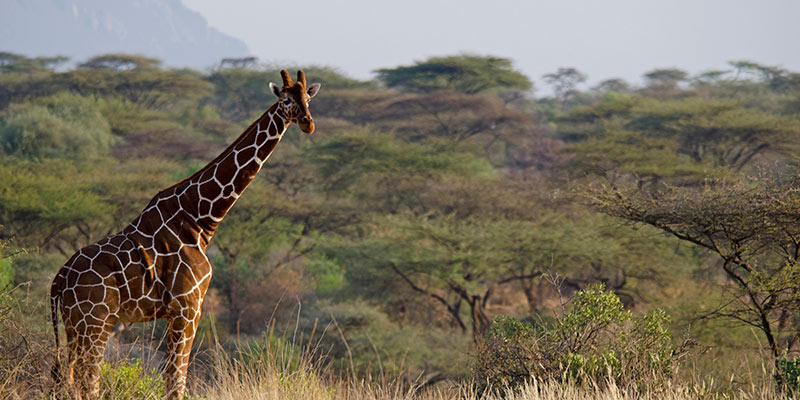 A lone giraffe and nearby trees