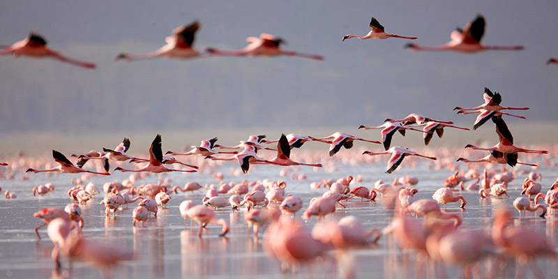 A flock of flamingos in the water