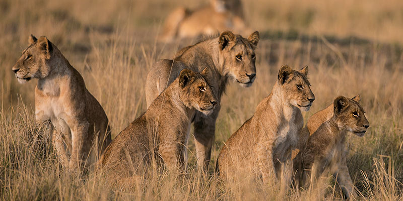 A group of lionesses in the grass