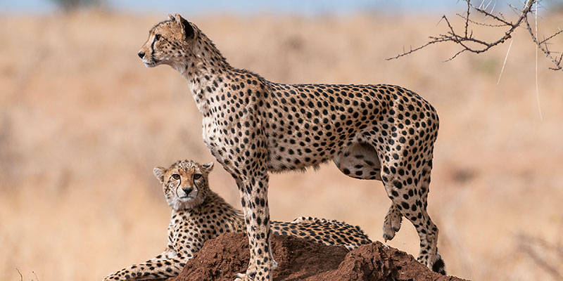 Two cheetahs on a rock