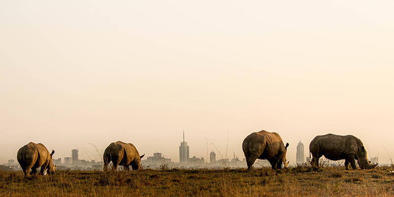 Black rhinos with Kenya’s city skyline in the background