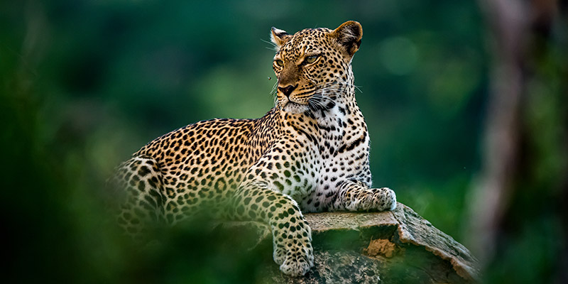 A leopard resting on a boulder