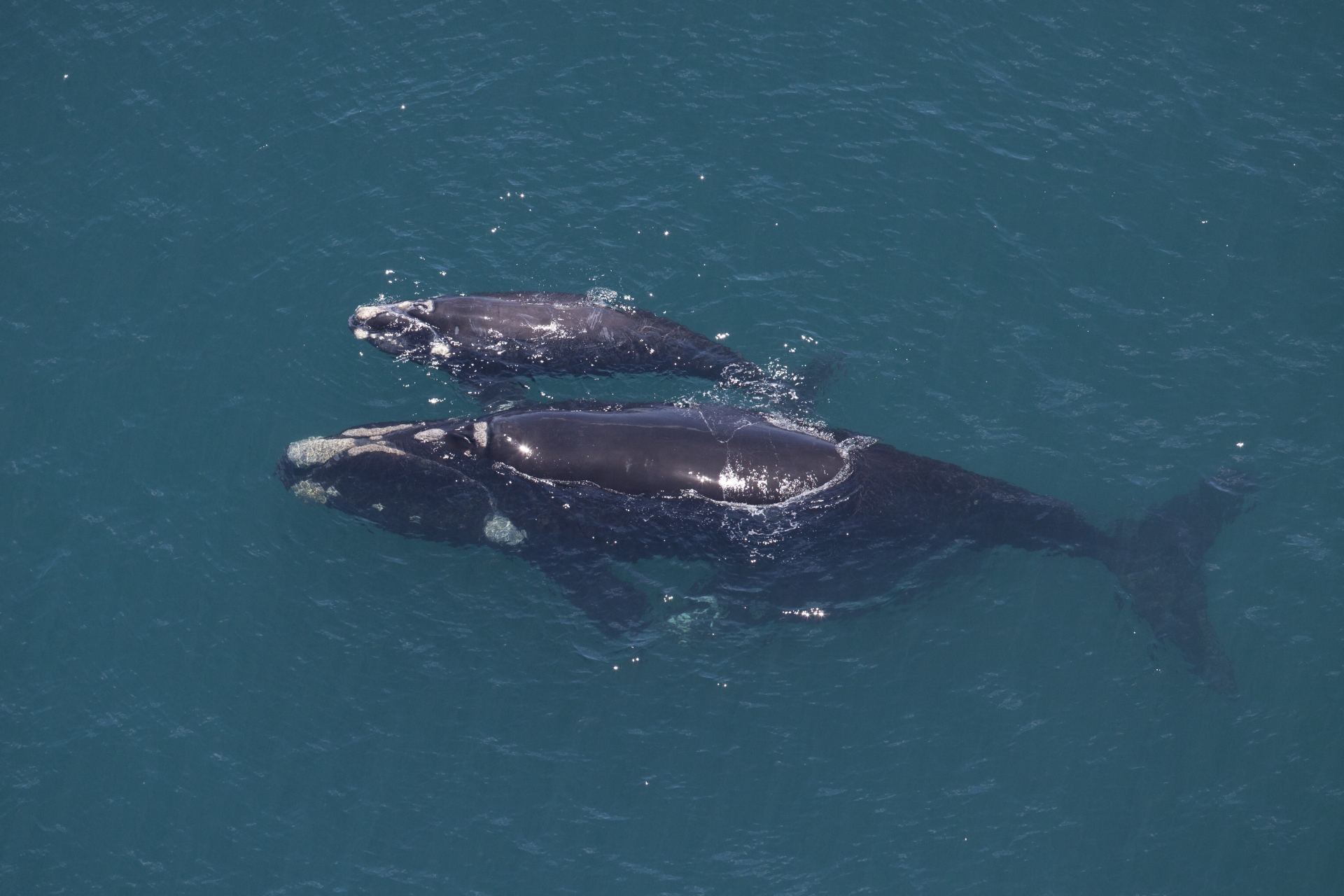 Whale Watching