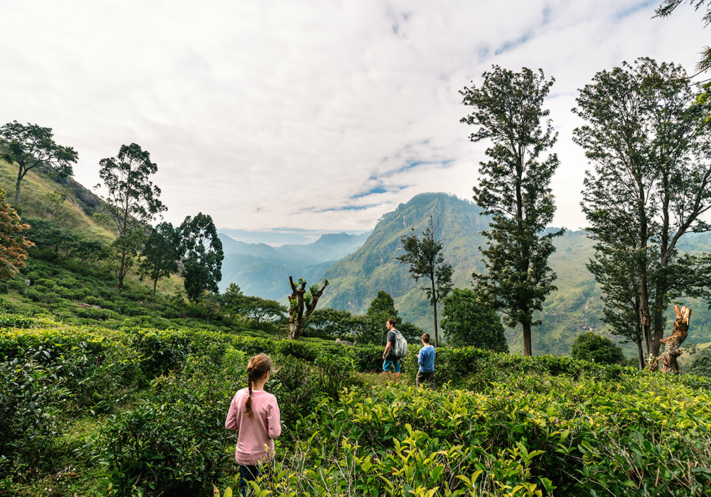 Tea plantations and estates