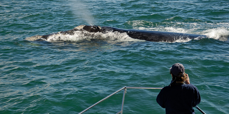 A person at the front of the boat watching a whale