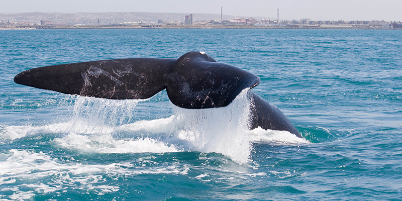 A whale flipping its tail out of the water