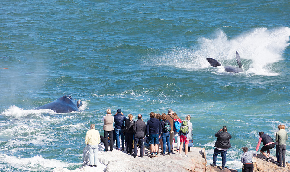 Whale Watching in South Africa