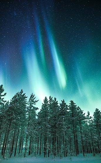 Pine trees below the northern lights