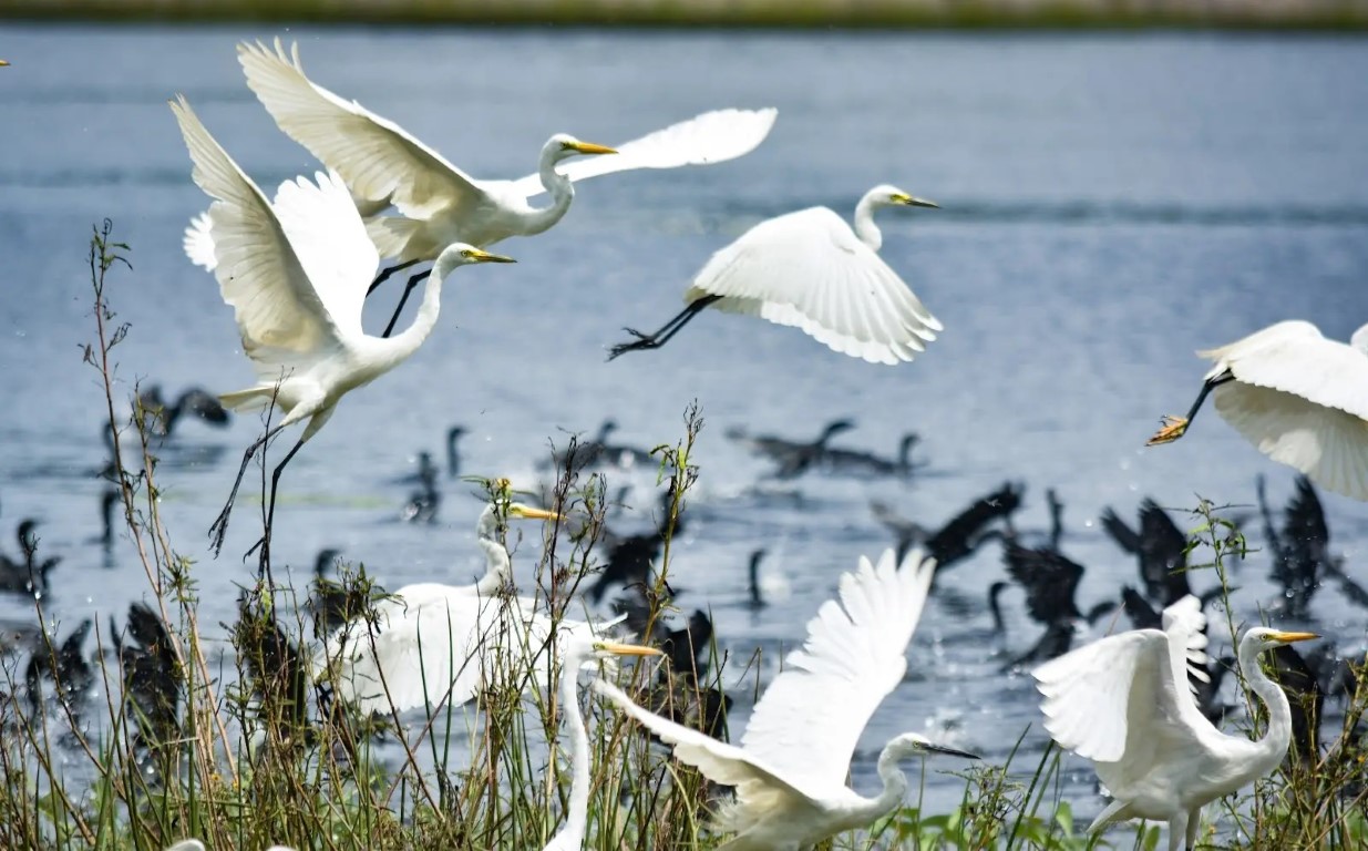 a group of swans near a lake