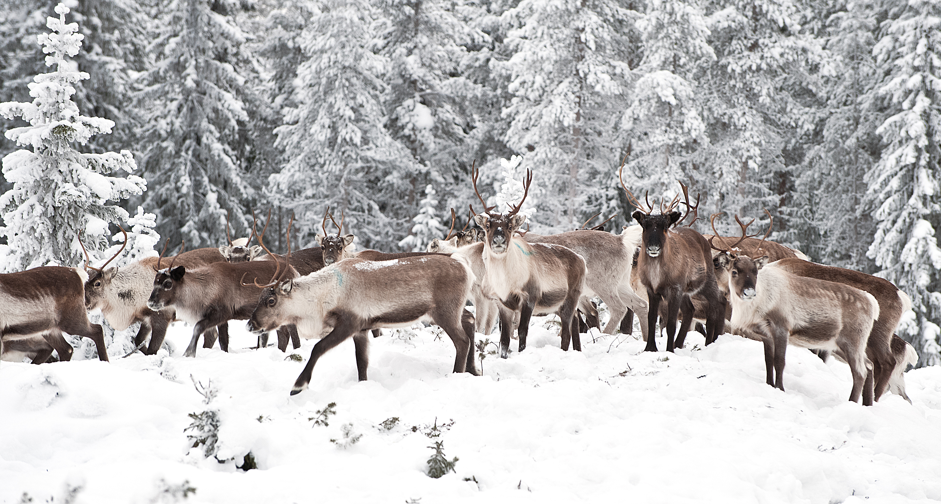 Spotting reindeer