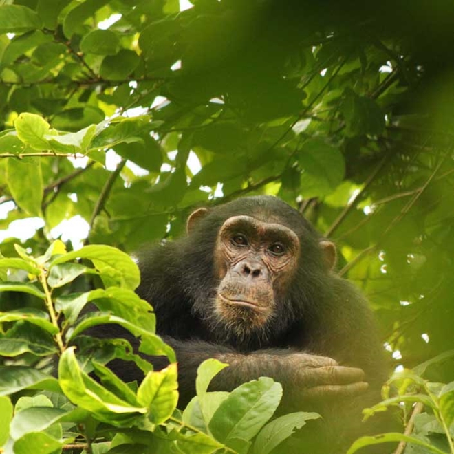 Chimp
