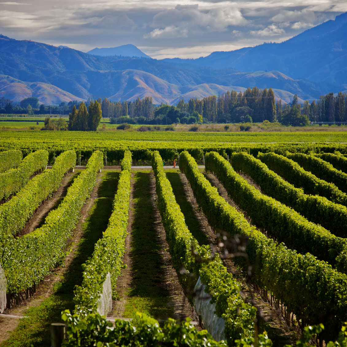 Marlborough Vineyard