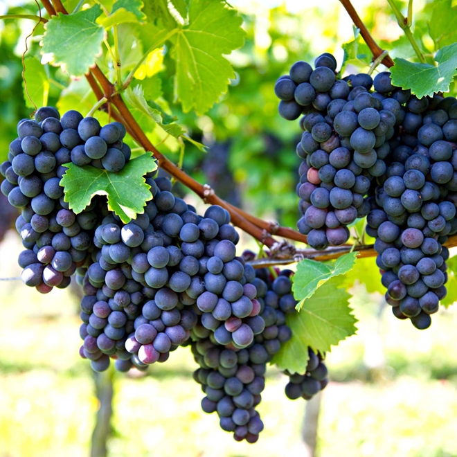 Mendoza, Argentina