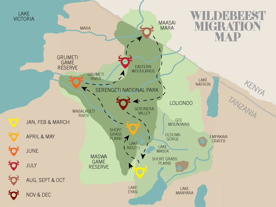 Wildebeest Migration map