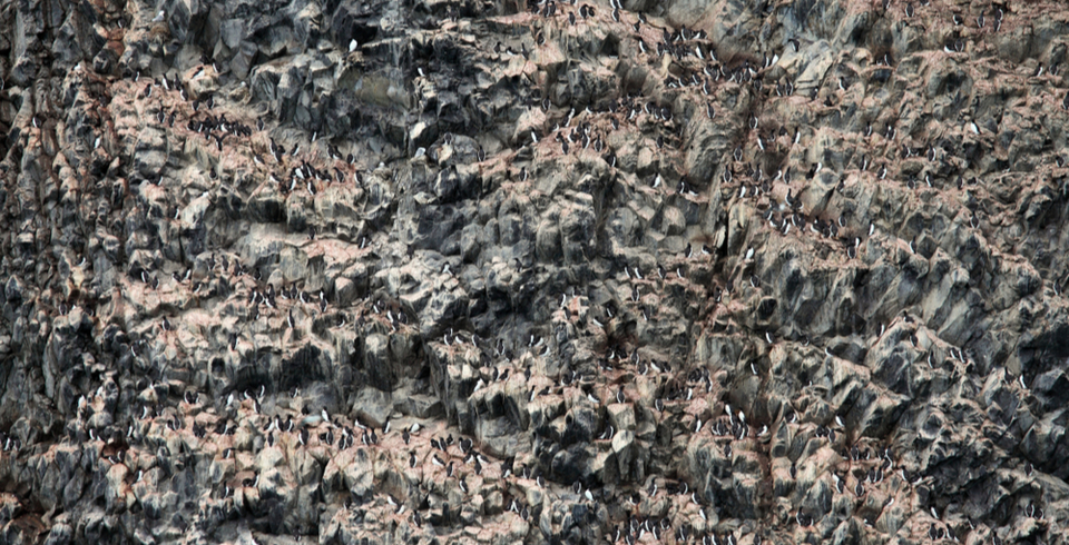 Bird Colony