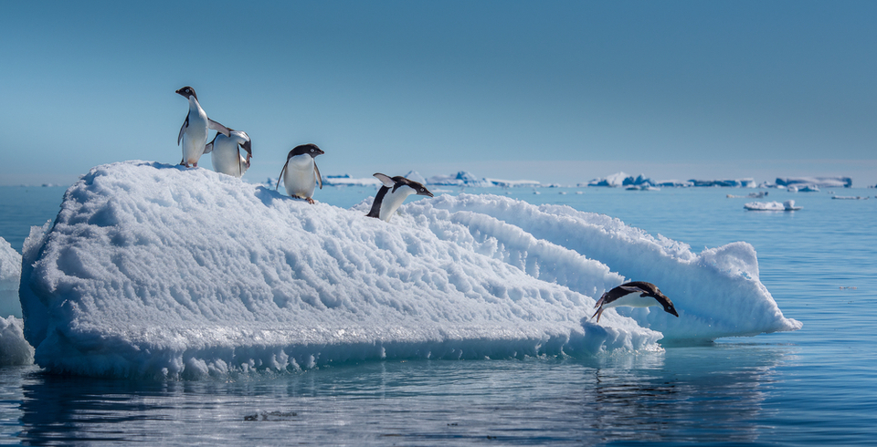 Penguins on the ice with cruise ship in the background