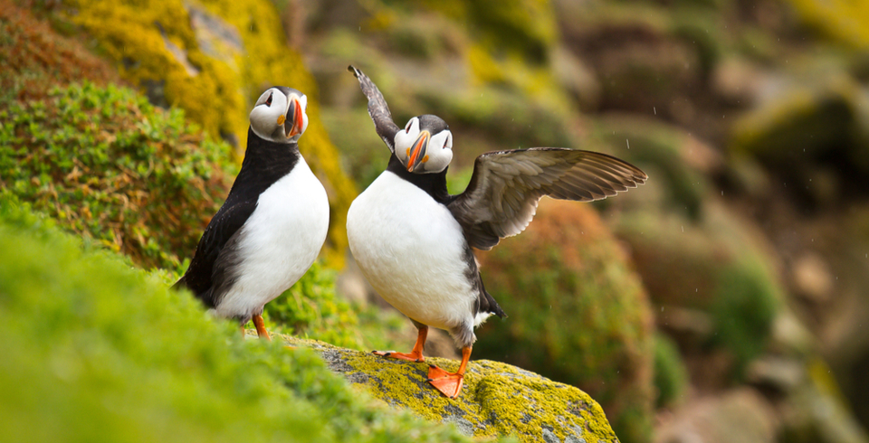 Puffins