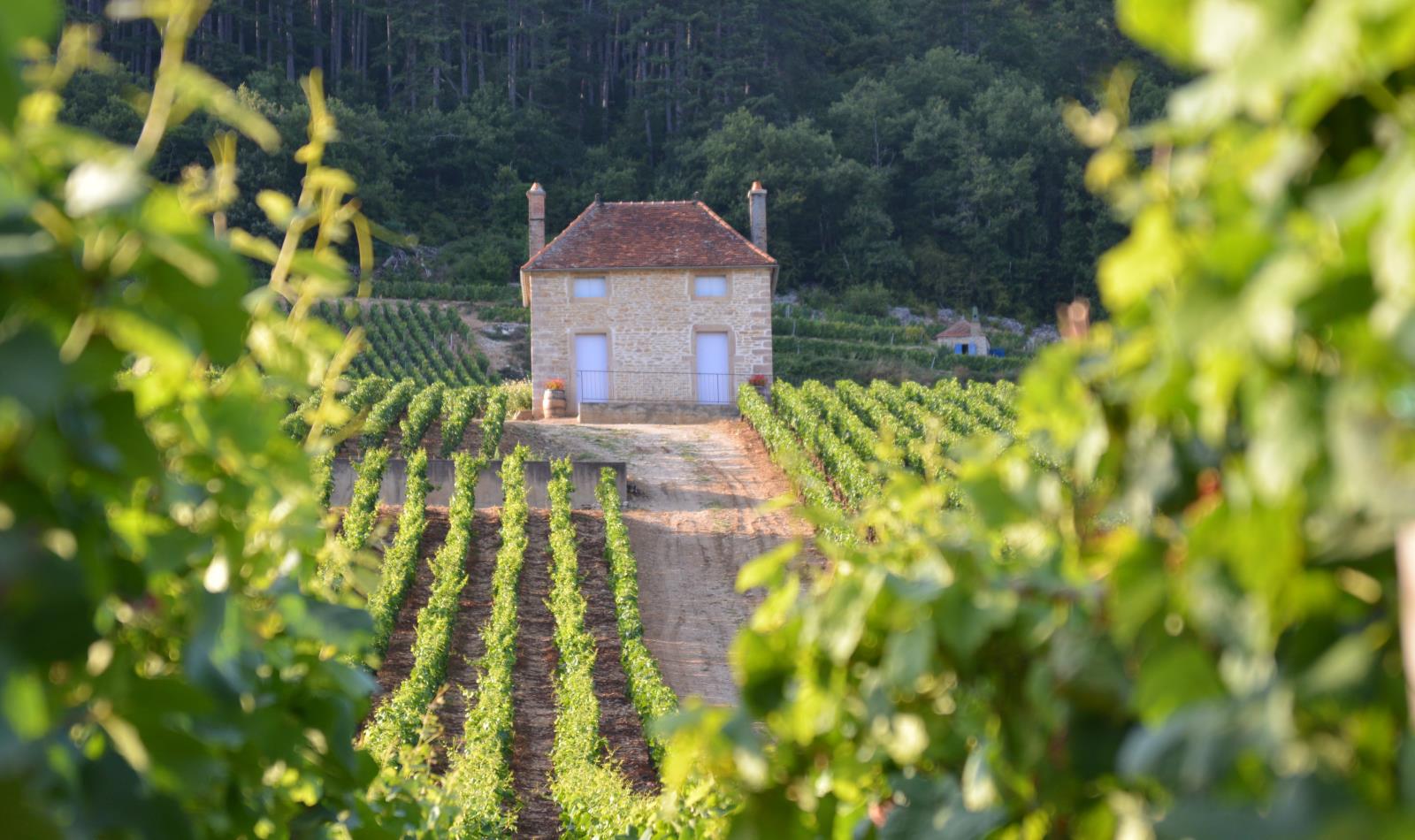 Vineyard in Burgundy