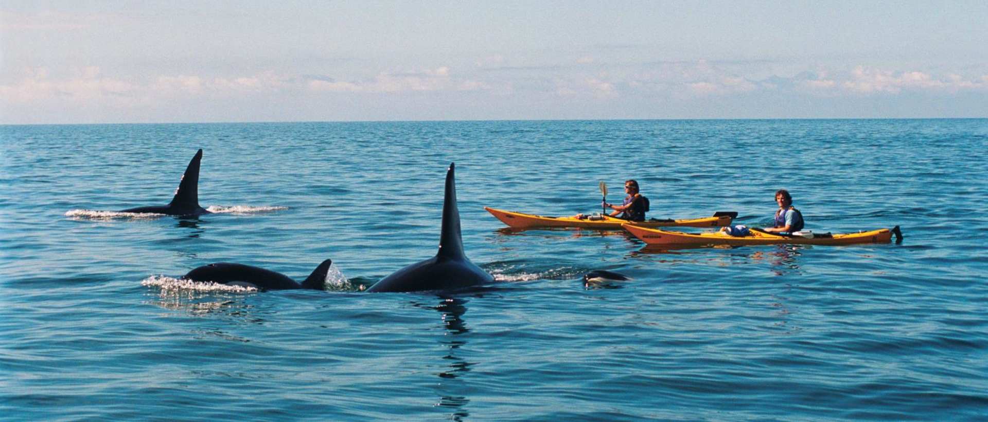 Kayakers next to sea life