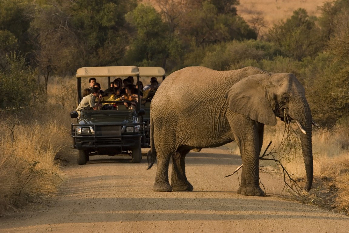 a safari in South Africa