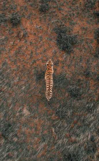 Aerial shot of a tiger in India