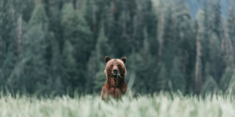 A brown bear staring at the camera