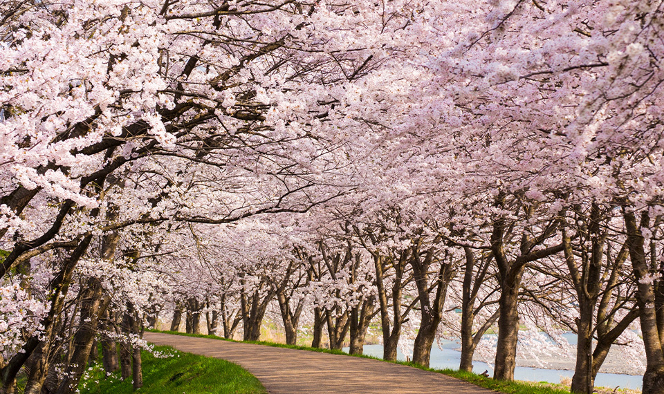 Cherry Blossoms in Japan