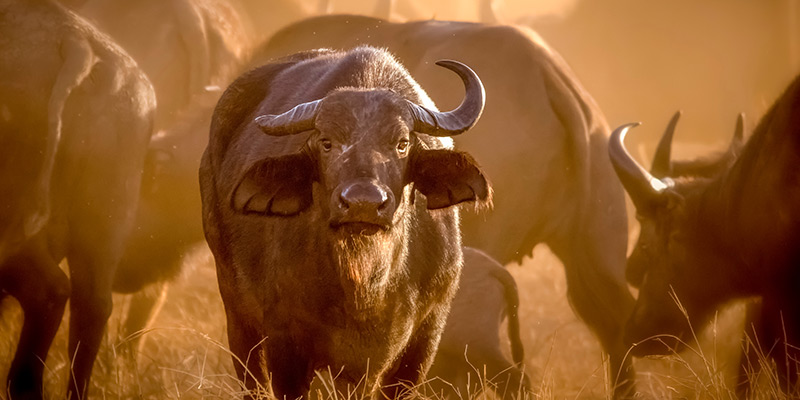 An African buffalo surrounded by its herd