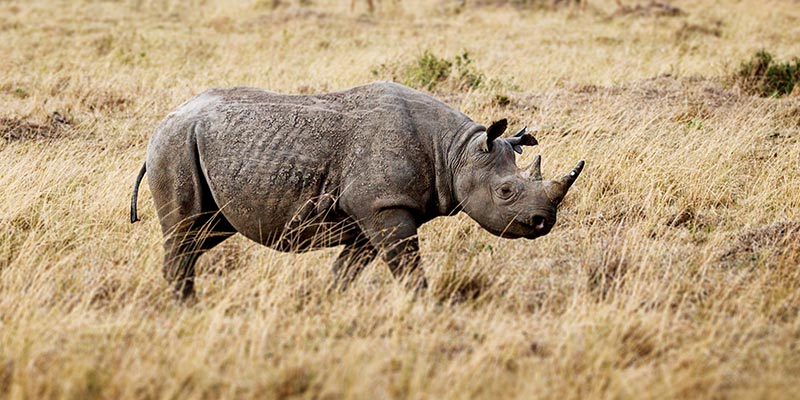 A black rhino walking