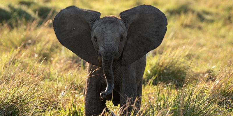 A baby elephant running in the grass