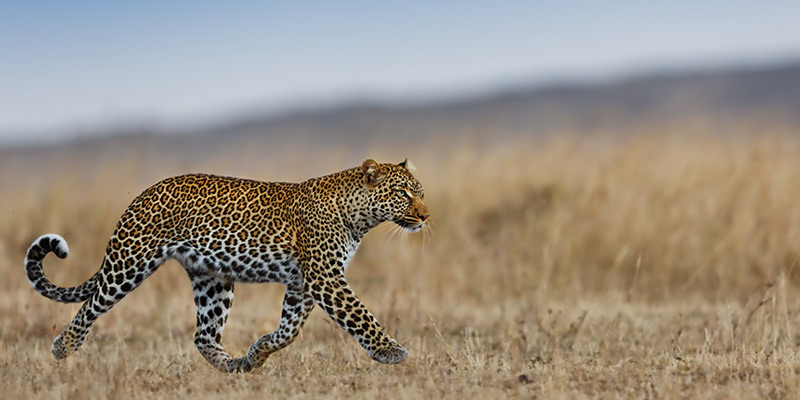 A leopard walking across the savannah