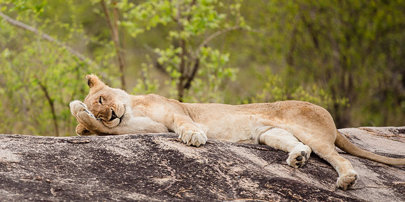 A lioness lounges on a boulder
