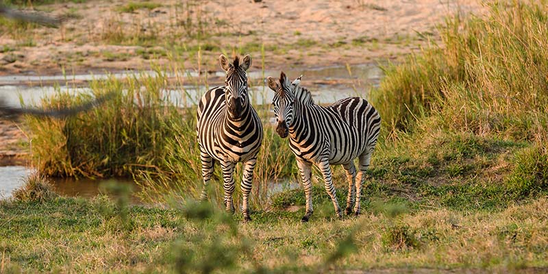 Two zebras by the river