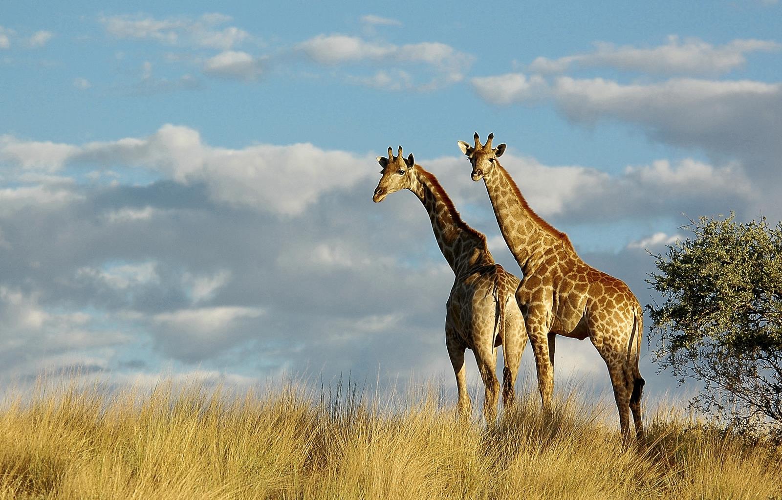South Africa for Families