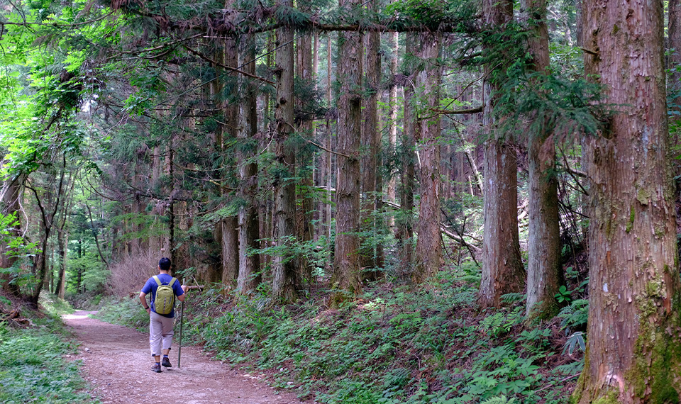A man walking along a tree covered trail