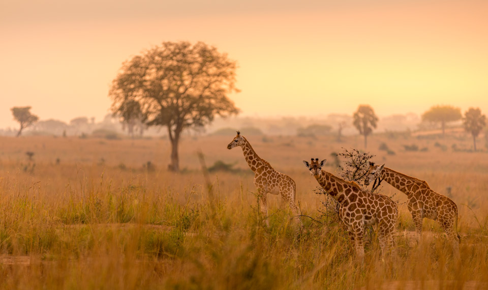 Murchison Falls National Park, Uganda