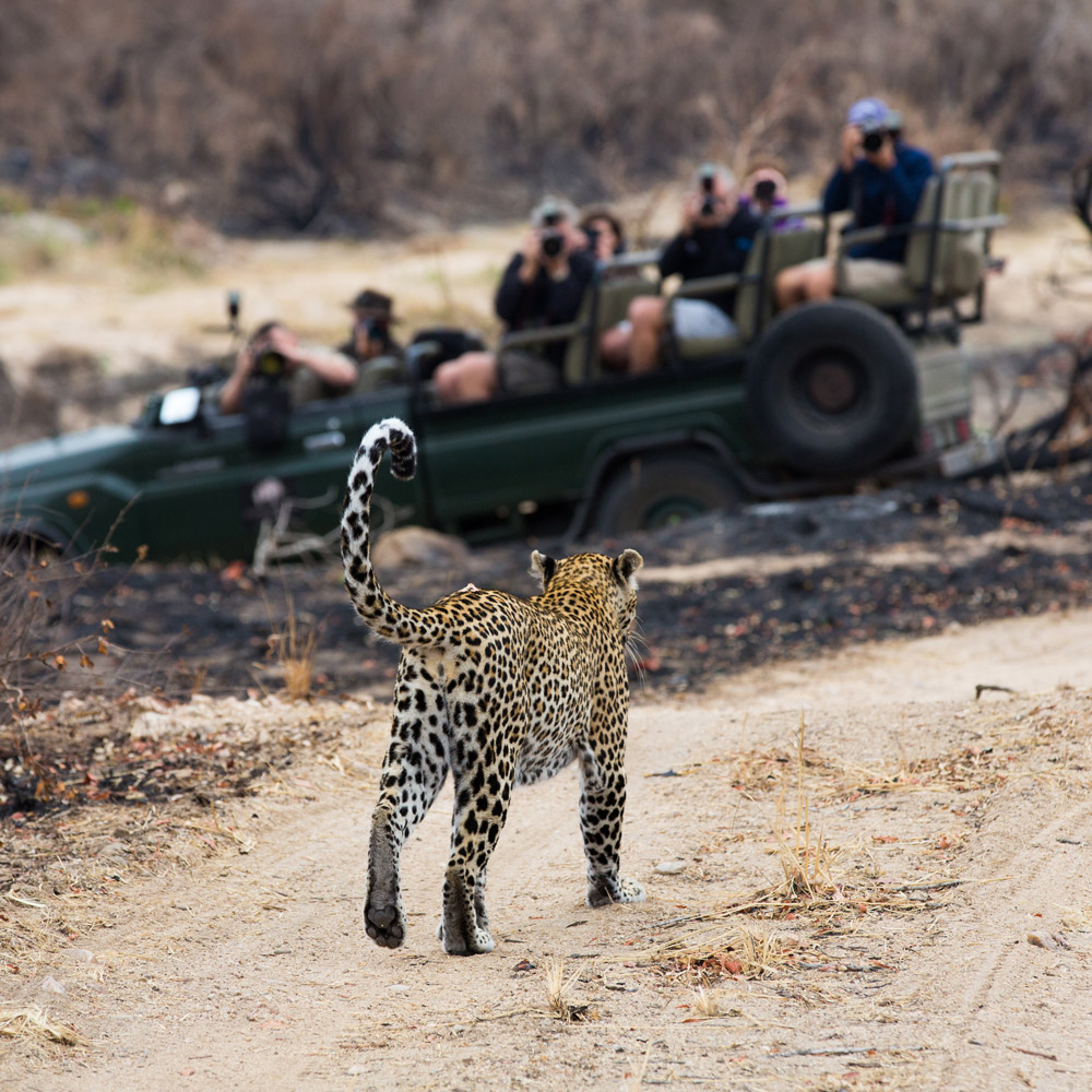 Sabi Sands Game Reserve, South Africa