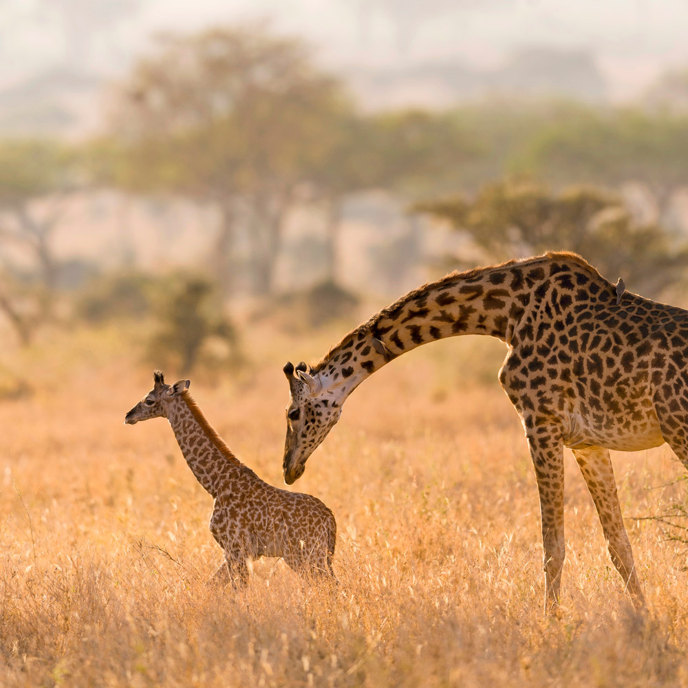 Serengeti, Tanzania
