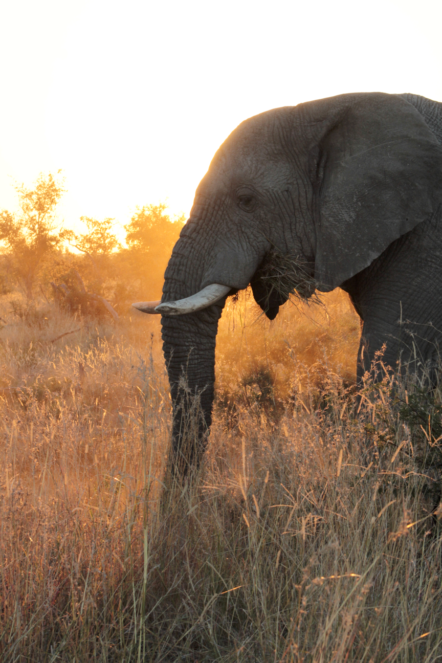 Elephant at sunset