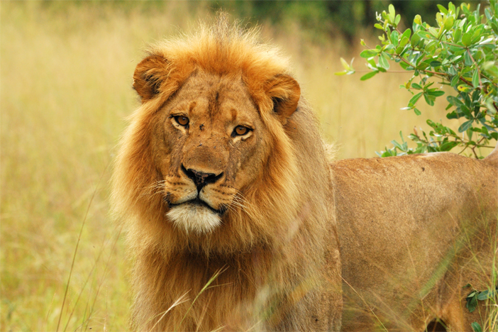 Viewing lions on safari